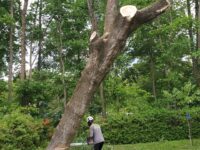 Abatage d’arbre 1
