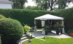 Taille de haie cour arrière