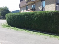 taille de haie 15 pied