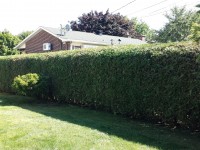 Taille de haie cote interieur