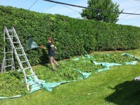 Nettoyage de la haie