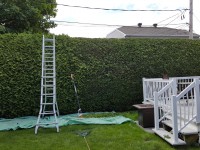 taille de haie 27 juin 2016