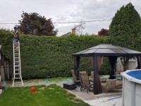 taille de haie 28 juin 2016